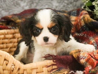 Cavalier King Charles Spaniel dogs Chester - Ad 12
