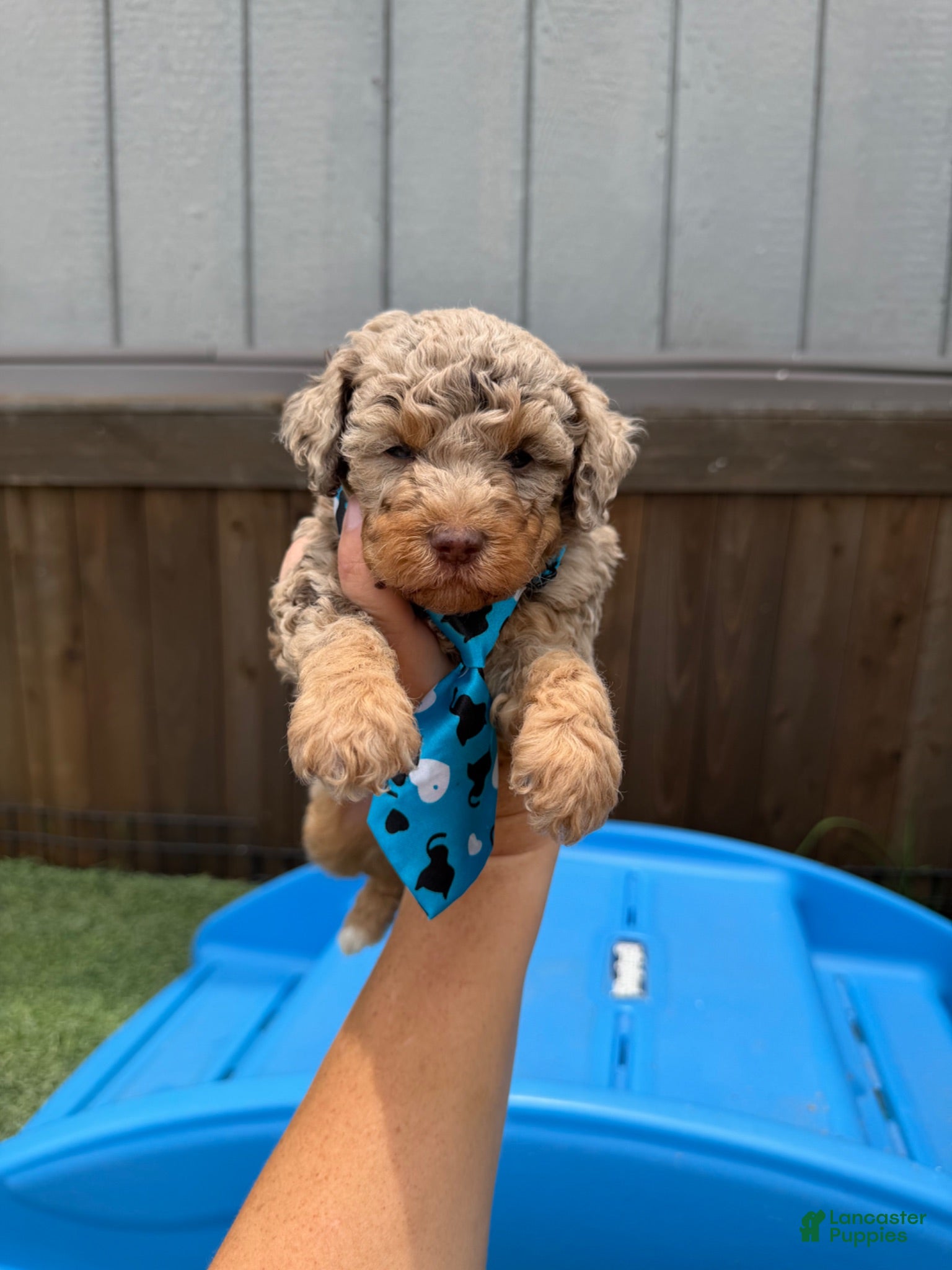 Miniature Poodle dogs Akc Choc Merle Phantom Blue Tie - Ad 12