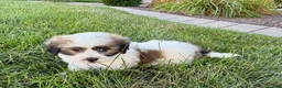 Mixed Breed dogs for sale: Lhasa/Coton male 4 - Ad 6