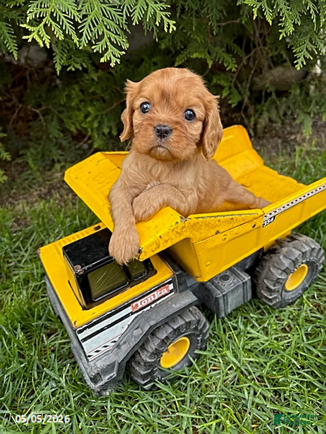 Cavalier King Charles Spaniel dogs for sale: Calihan - Ad 1