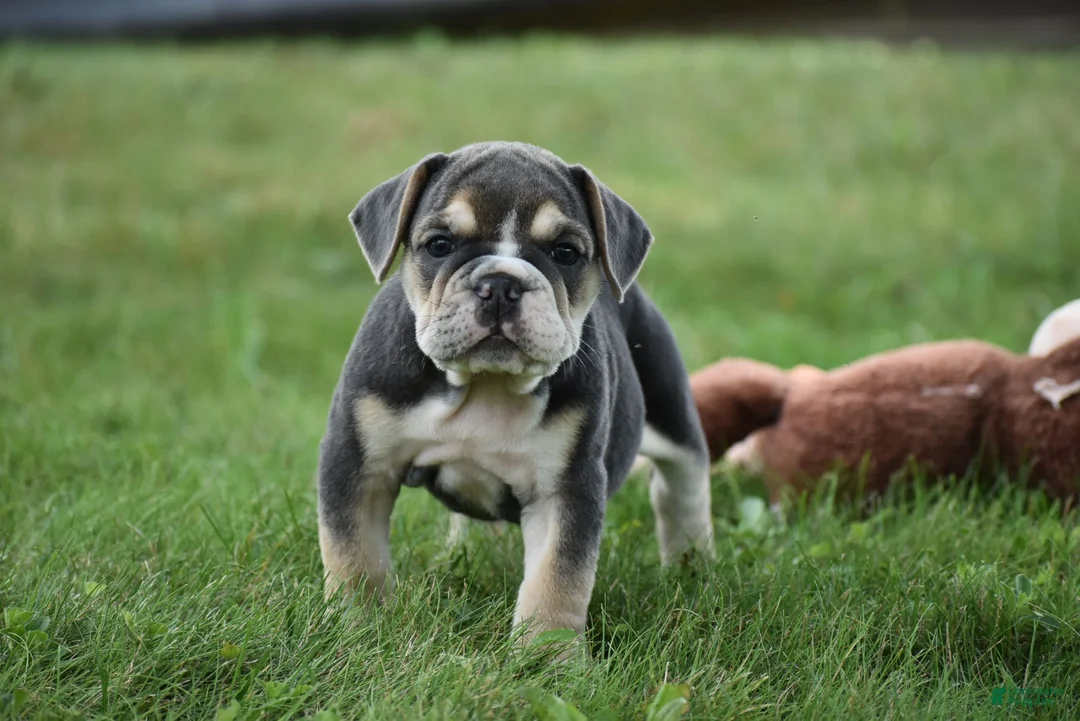 Beabull dogs for sale: Gigi - Ad 1