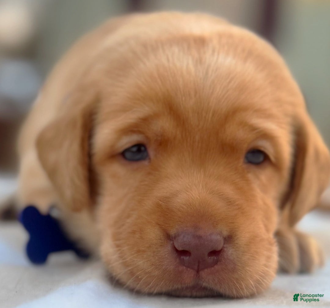 Labrador Retriever dogs for sale: Labrador Retriever Puppy 1 - Ad 12