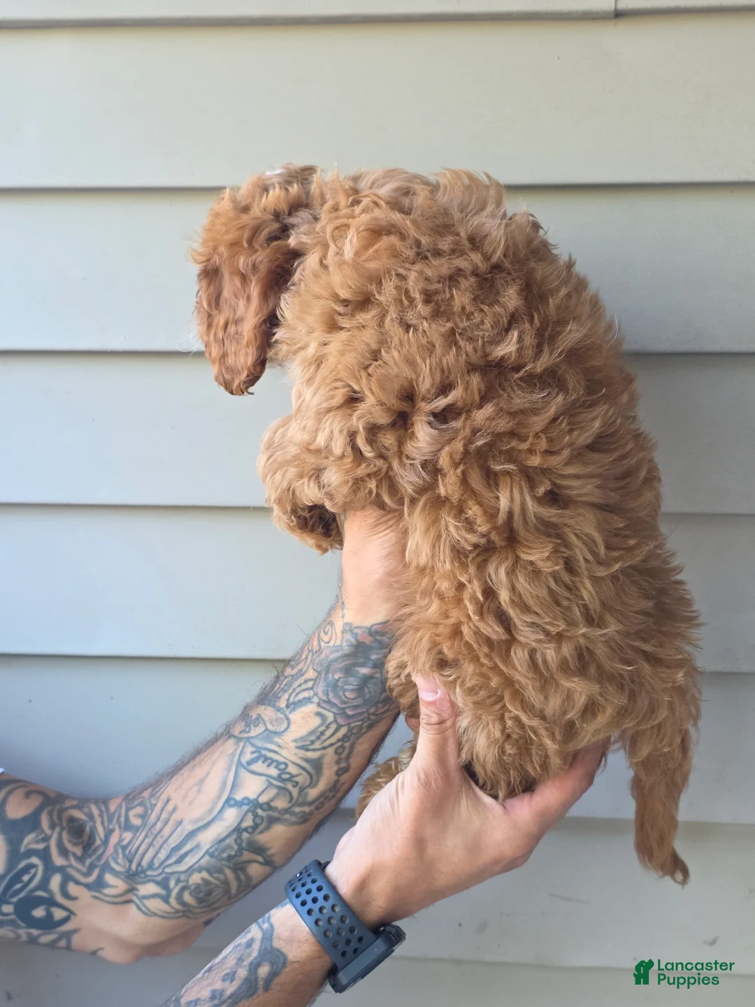 Mixed Breed dogs for sale: Stanley  - Ad 3