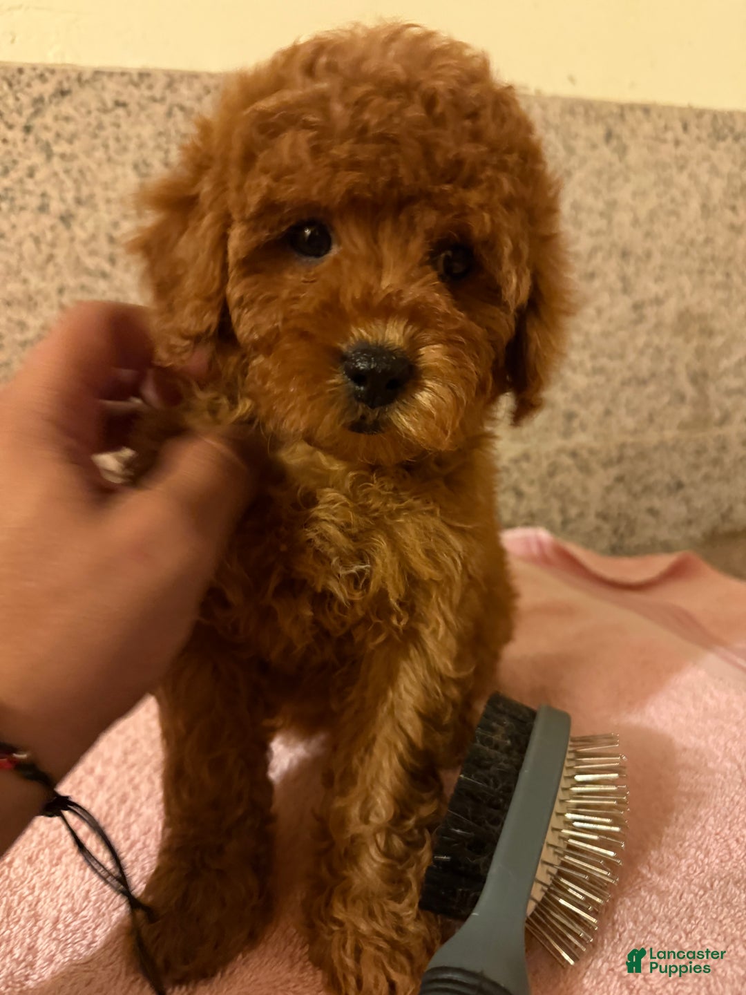 Mini Goldendoodle dogs for sale: Chula - Ad 1