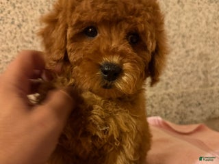 Mini Goldendoodle dogs for sale: Chula - Ad 1