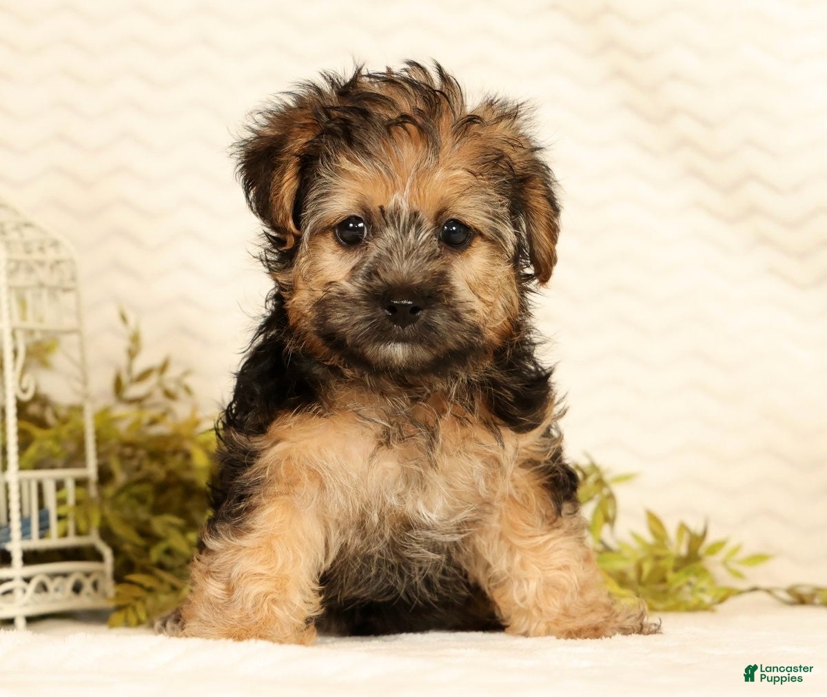 Yorkiepoo dogs Rio - Ad 2