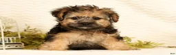 Yorkiepoo dogs for sale: Rio - Ad 2