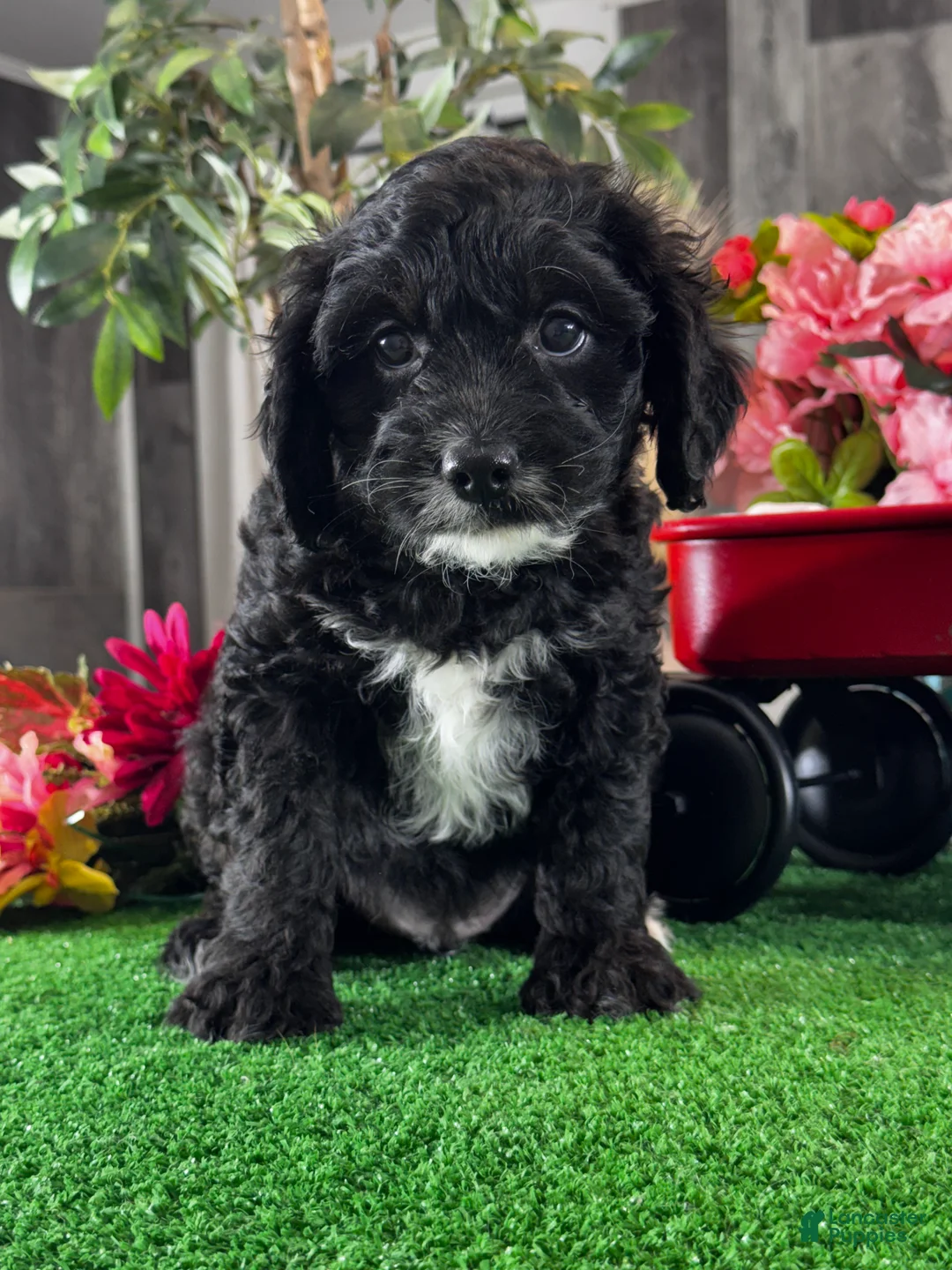 Cavapoo dogs for sale: Nero - Ad 5