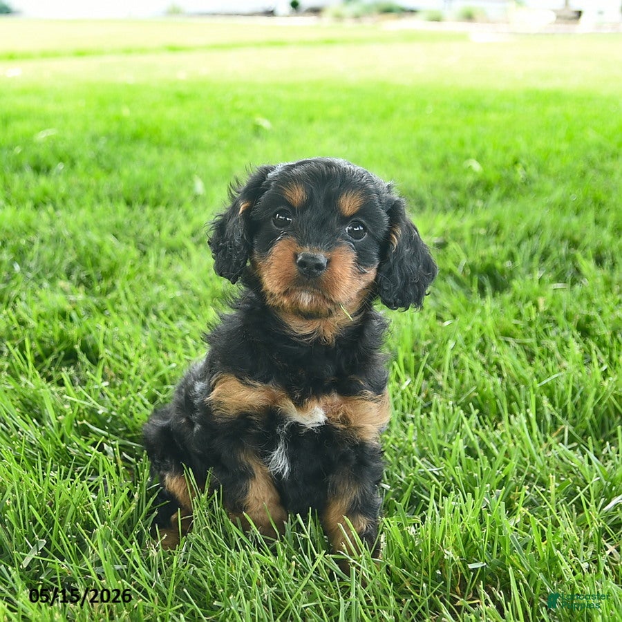 Cavapoo dogs for sale: Lulu  - Ad 2