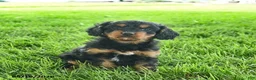 Cavapoo dogs for sale: Lulu  - Ad 1