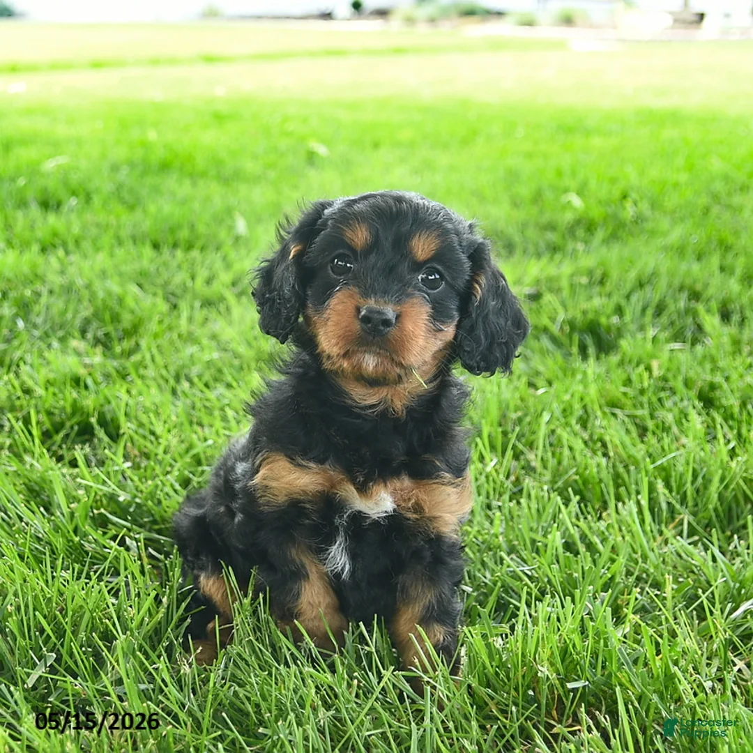 Cavapoo dogs for sale: Lulu  - Ad 1
