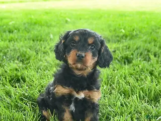 Cavapoo dogs for sale: Lulu - Ad 2