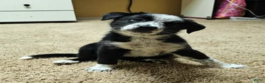 Australian Cattle Dog 5