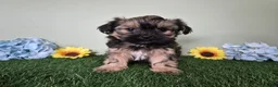 Shorkie dogs for sale: Whiskey - Ad 4