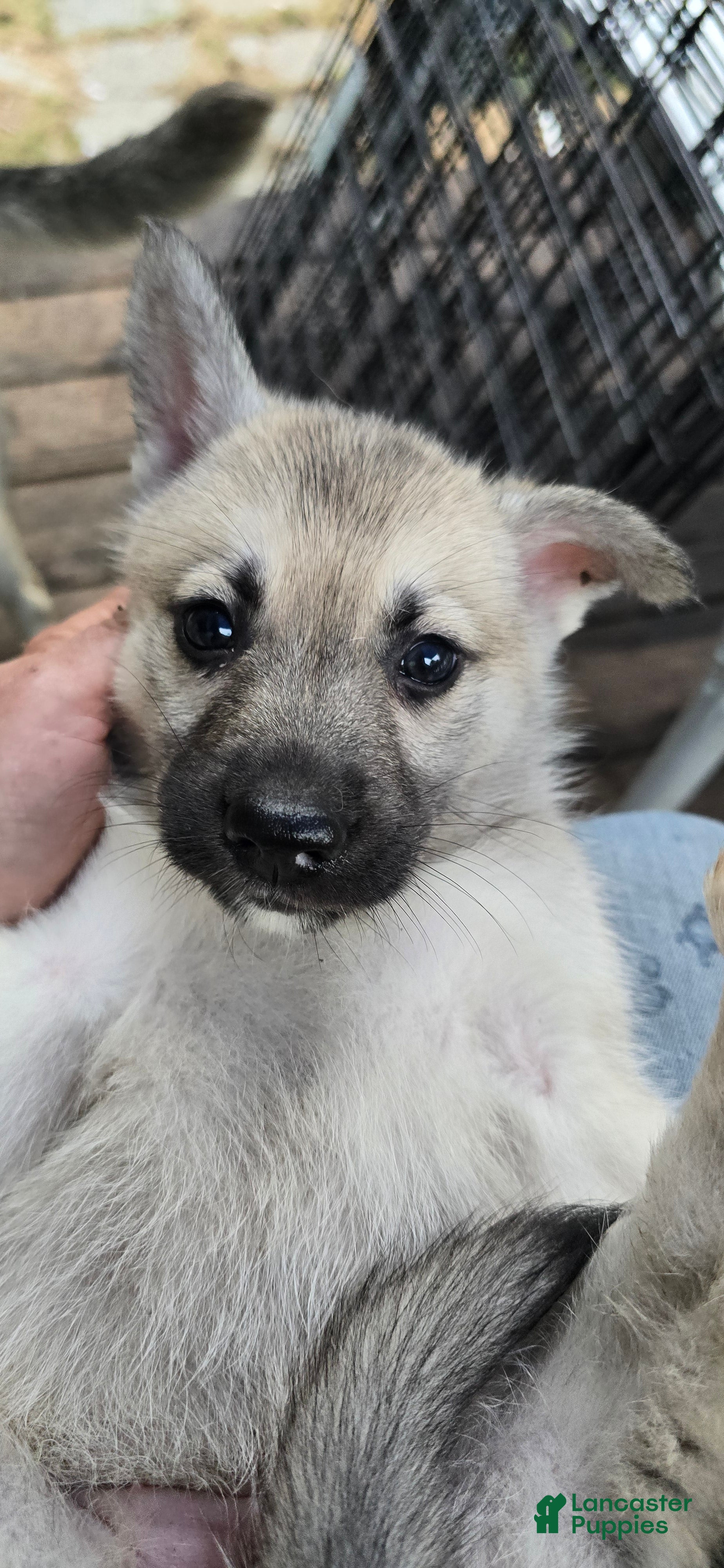 Gerberian Shepsky dogs Gerberian Shepsky 6 - Ad 1