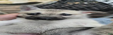 Gerberian Shepsky 6