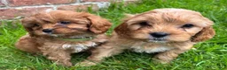 Cavapoo dogs for sale: Katie  - Ad 10