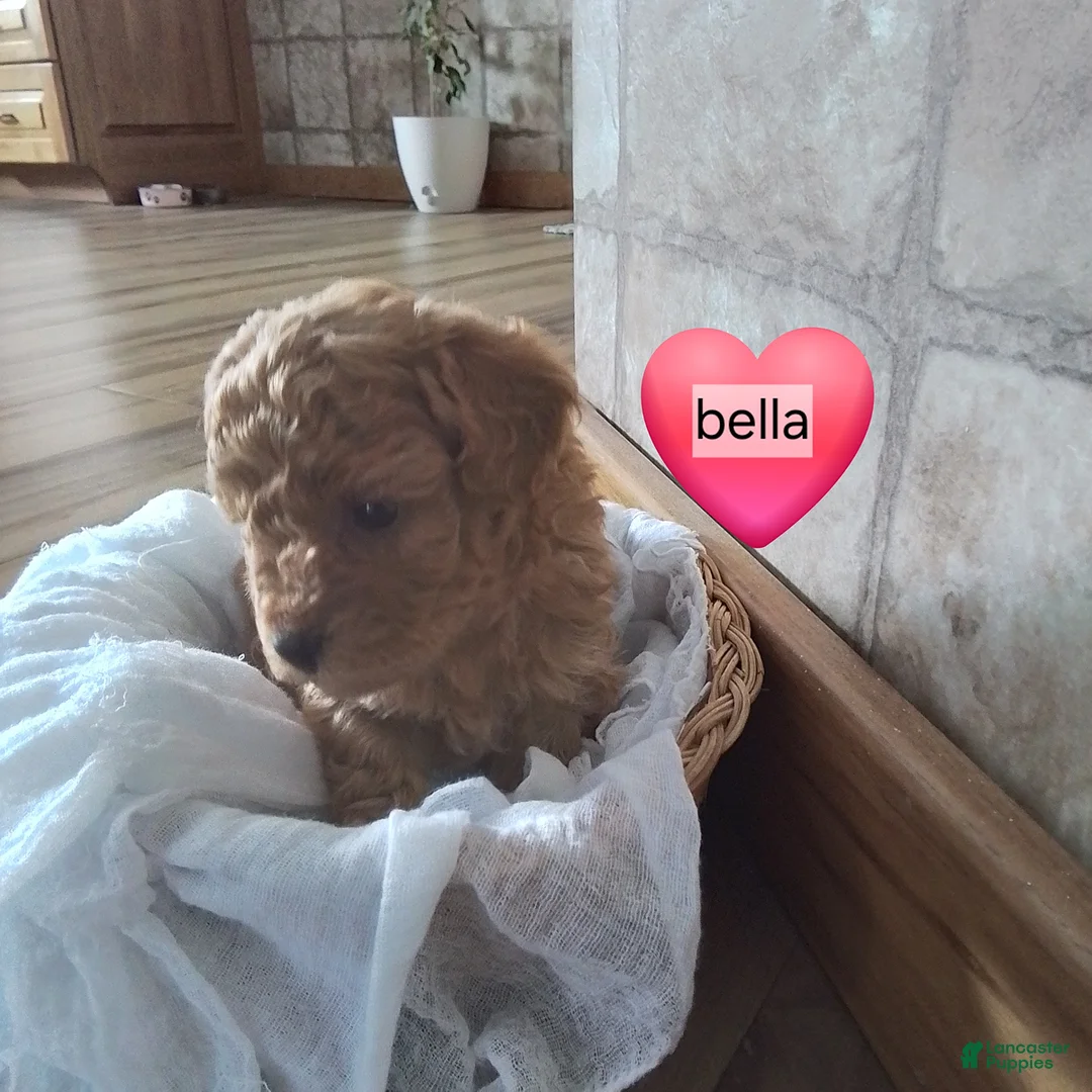 Toy Poodle dogs for sale: Bella - House Raised - Ad 3