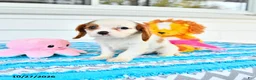 Cavalier King Charles Spaniel dogs for sale: Rio - Ad 4