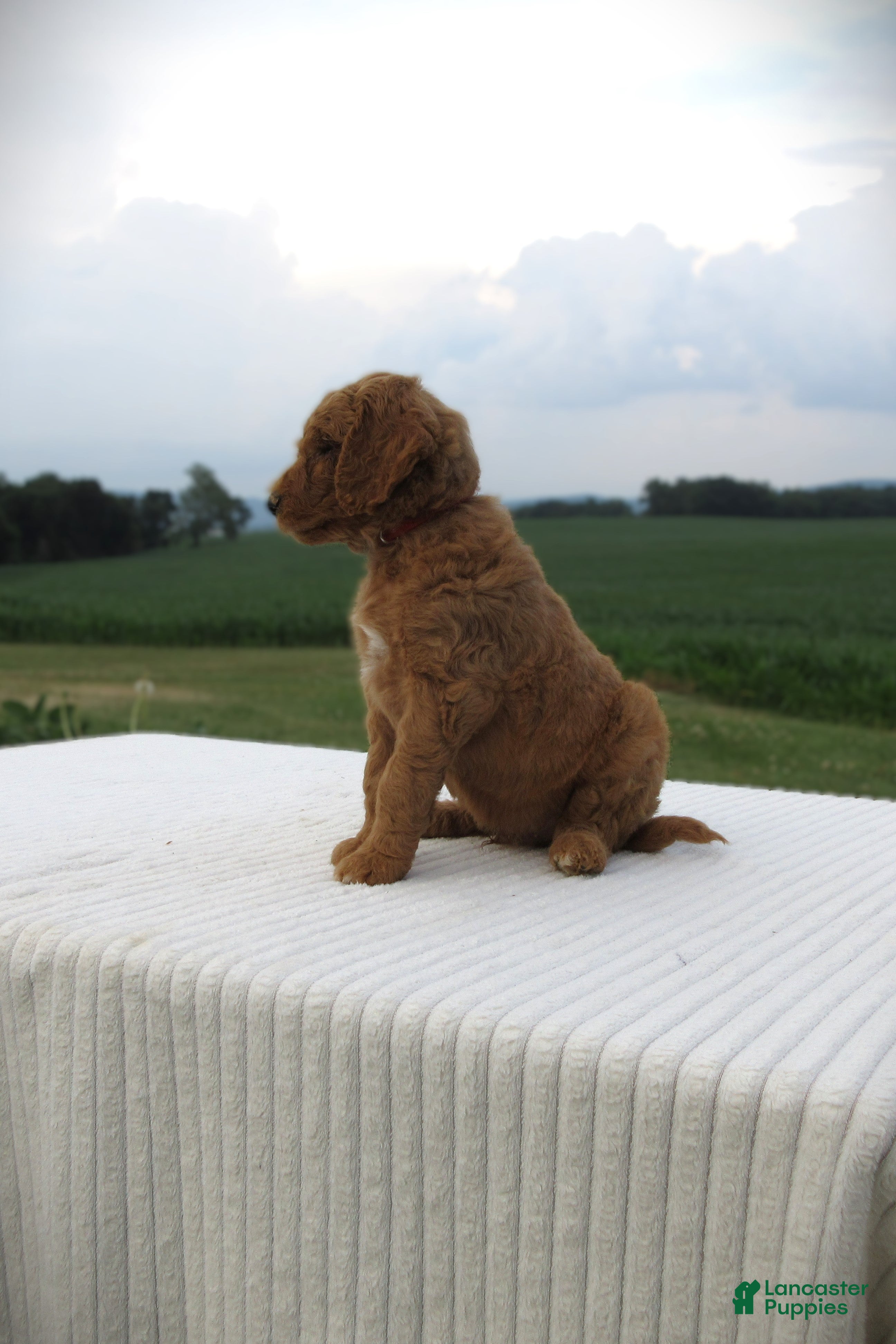Goldendoodle dogs Painter - Ad 2