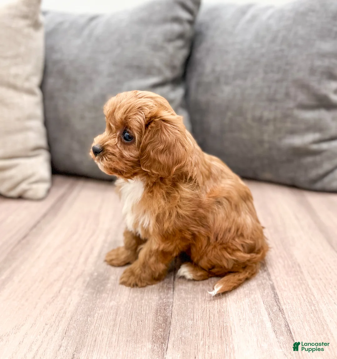 Cavapoo dogs for sale: Roxy - Ad 4