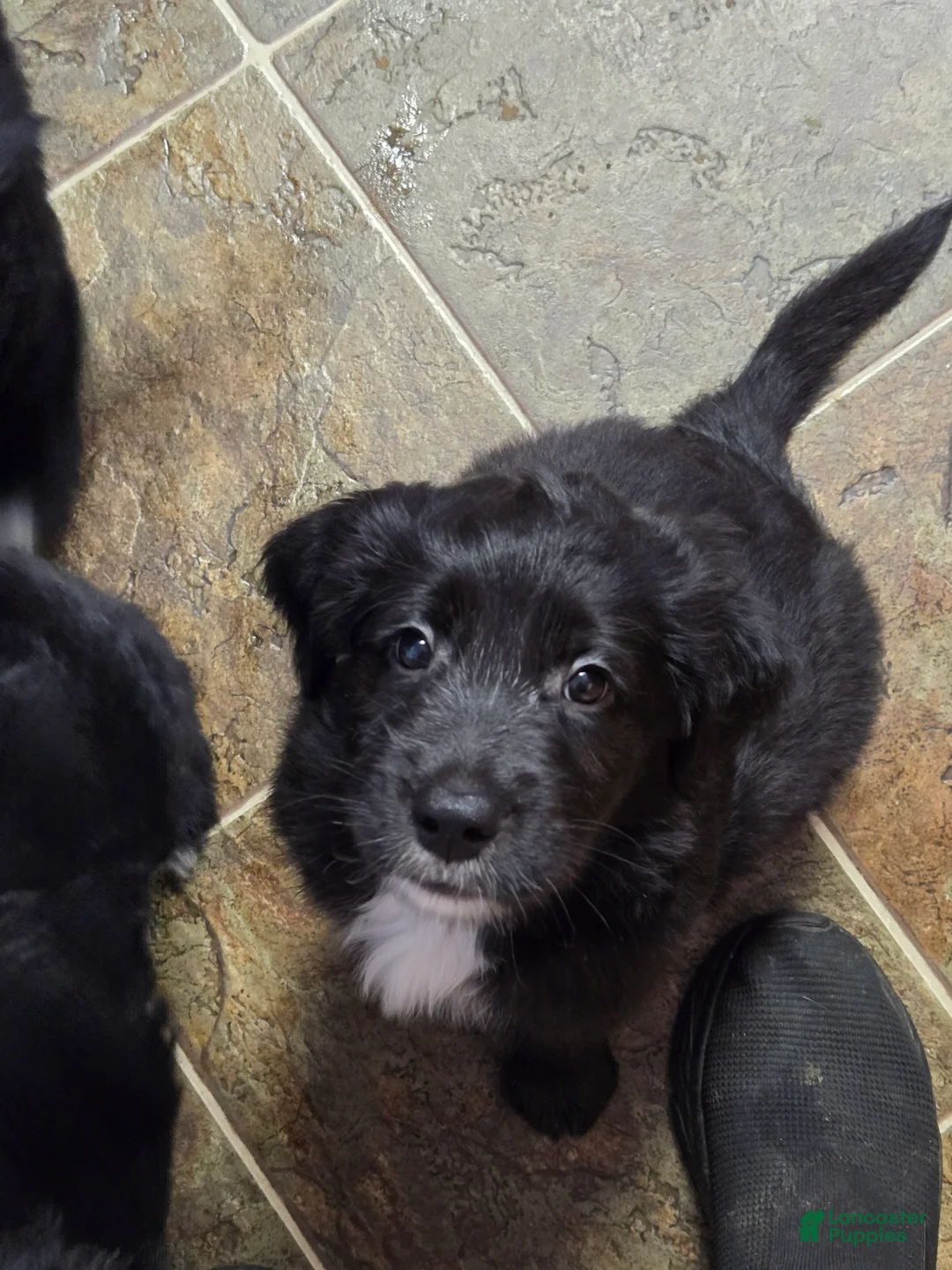 Mixed Breed dogs for sale: Twink - Ad 2
