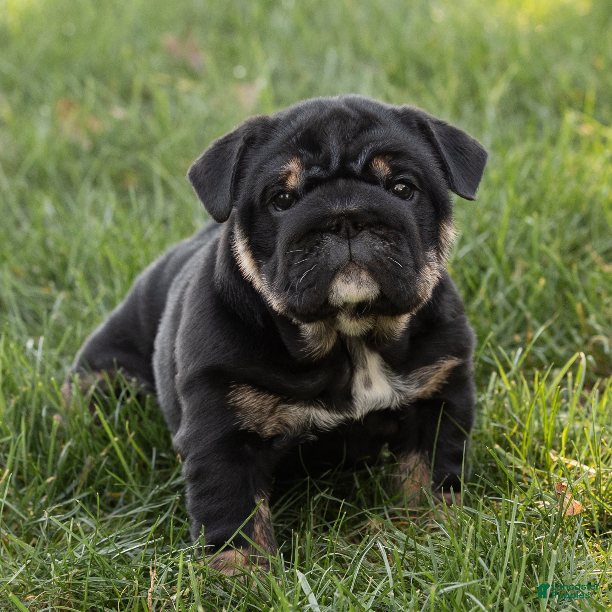 English Bulldog dogs Sabrina Jane English Bulldog  - Ad 2