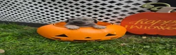 Cane Corso dogs for sale: Zena - Ad 4