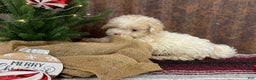 Miniature Poodle dogs for sale: Sheldon - Ad 4