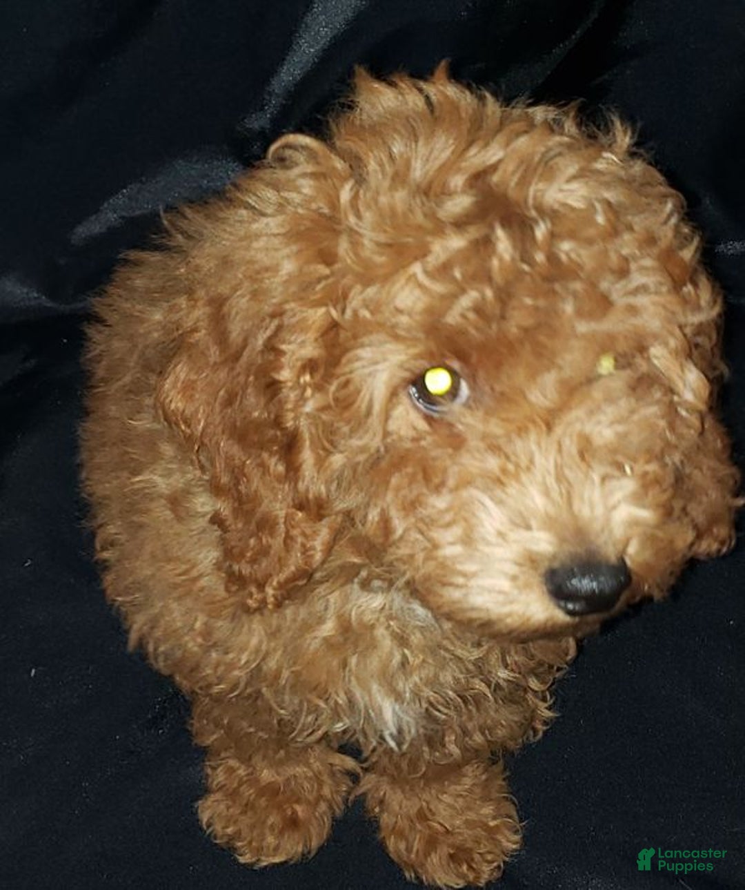 Toy Poodle dogs for sale: Toy Poodle Puppy 1 - Ad 3