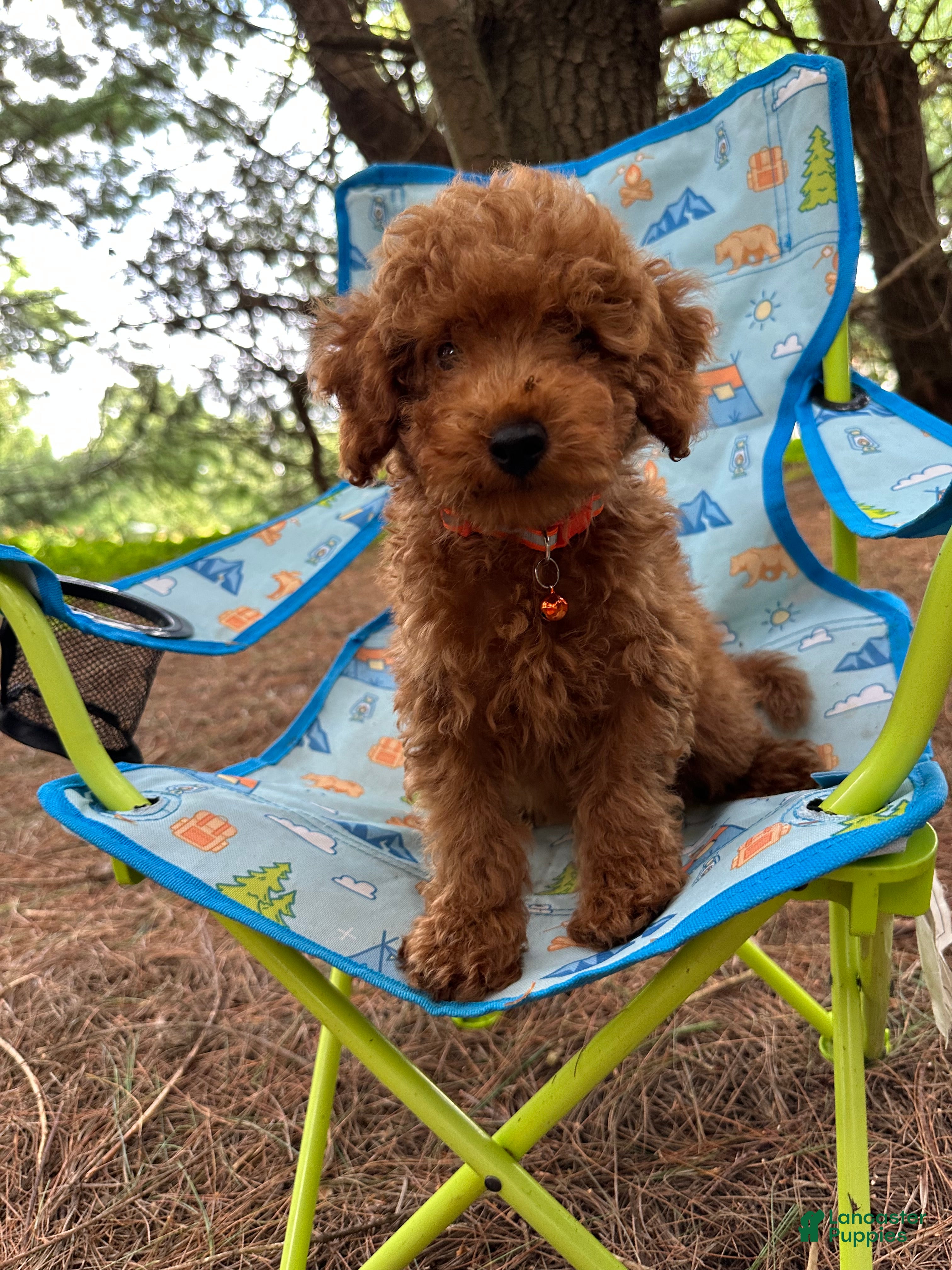 Miniature Poodle dogs Tiny - Ad 1