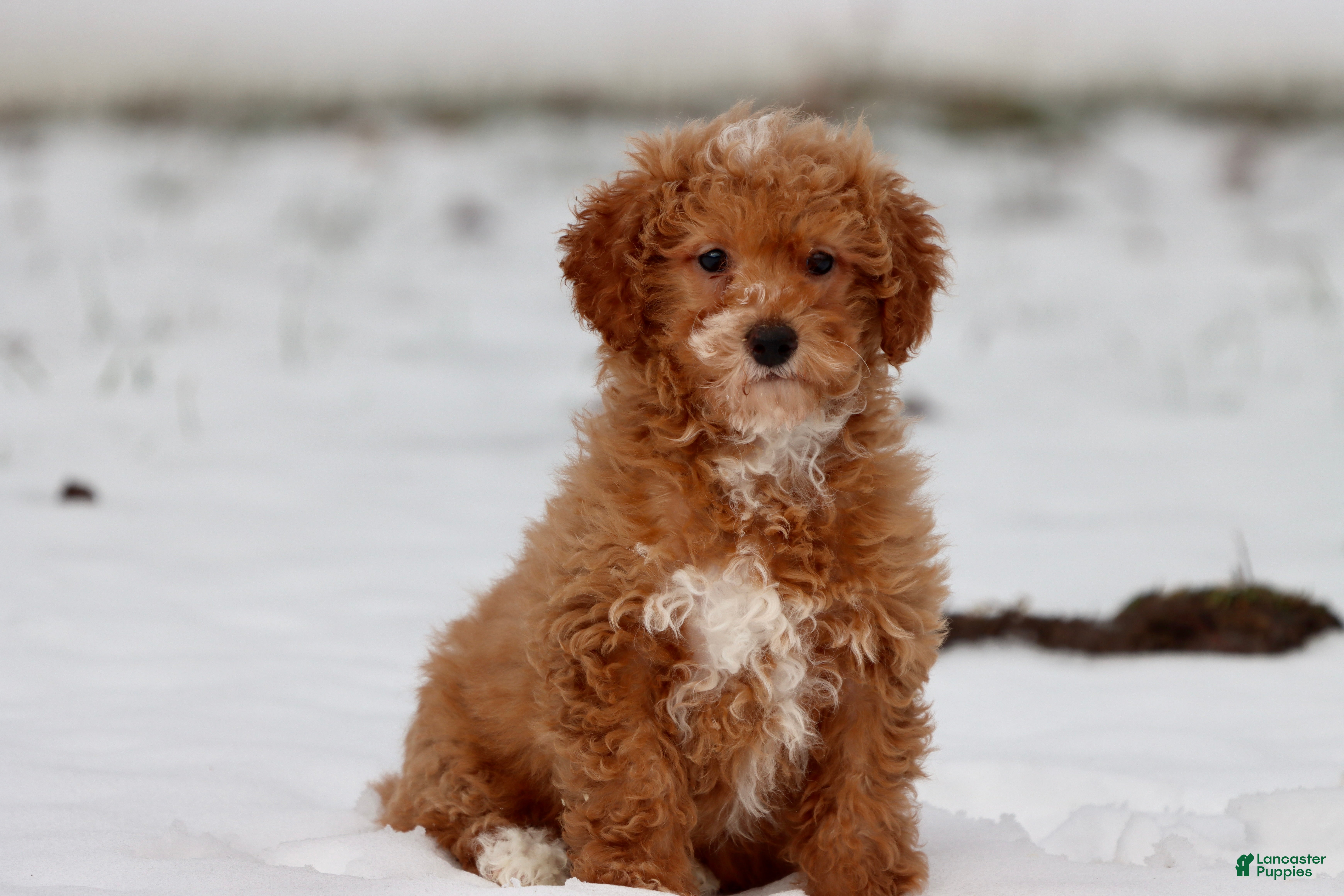 Toy Poodle dogs Scotty - Ad 28