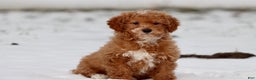 Toy Poodle dogs for sale: Scotty - Ad 1