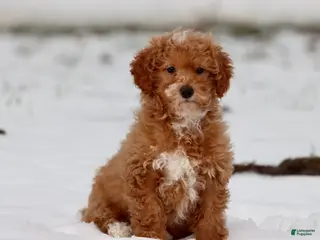 Toy Poodle dogs Scotty - Ad 30