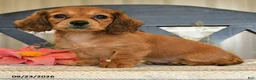 Miniature Dachshund dogs for sale: Miracle - Ad 2
