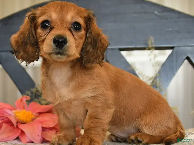 Miniature Dachshund dogs for sale: Miracle - Ad 2