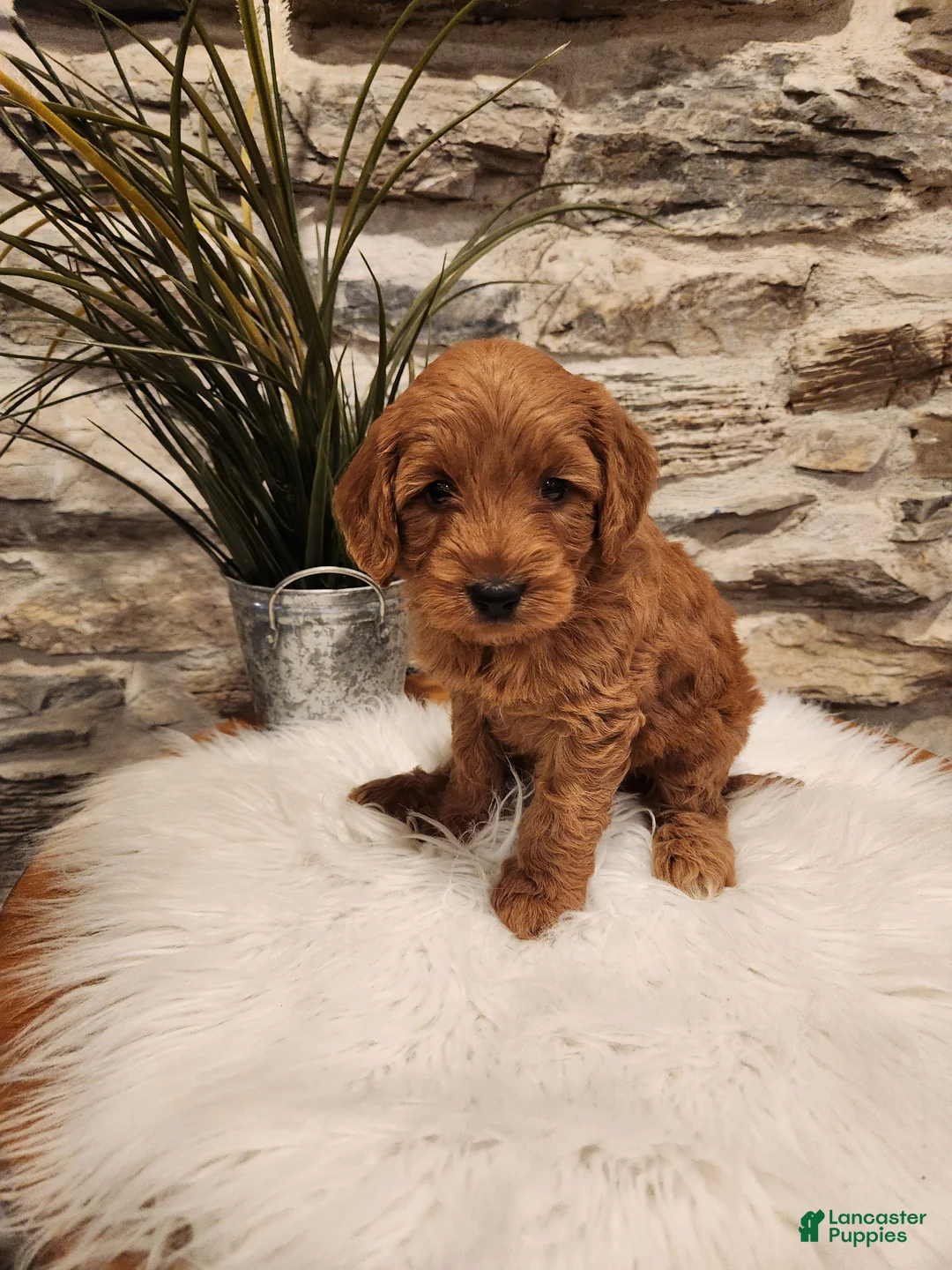 Mini Goldendoodle dogs for sale: BELLA - Mini Goldendoodle Puppy 7 - Ad 2