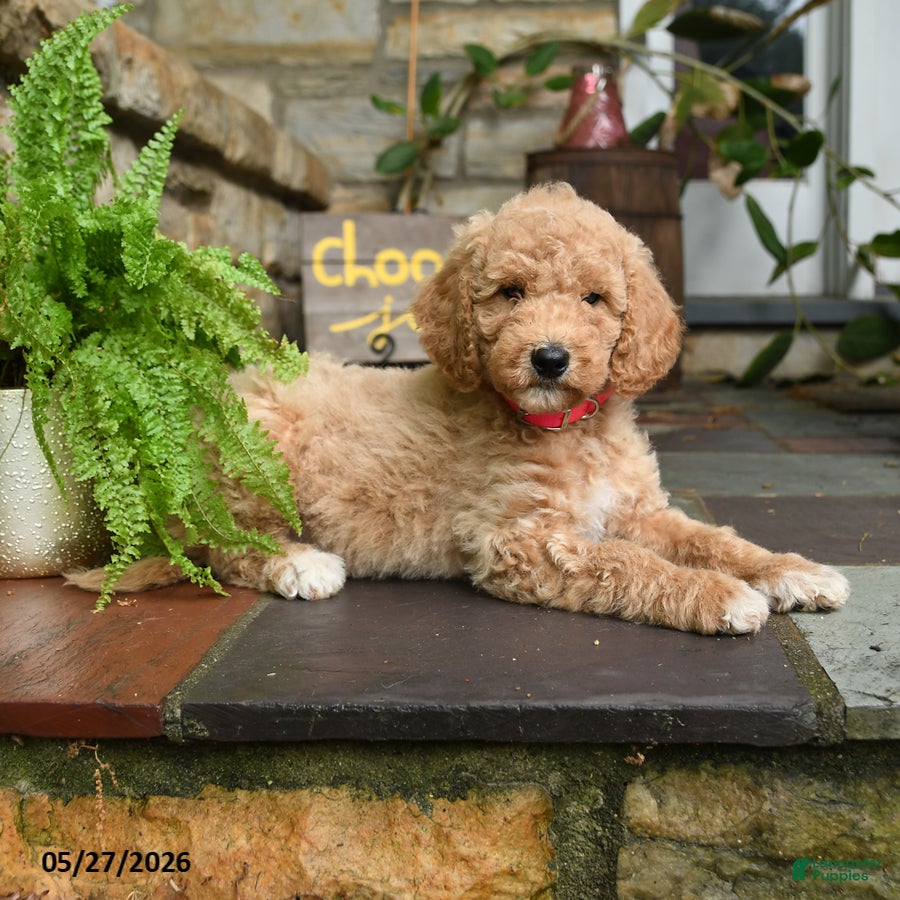 Mini Goldendoodle dogs Cookie - Ad 2