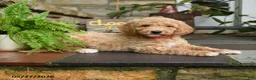 Mini Goldendoodle dogs for sale: Cookie - Ad 2