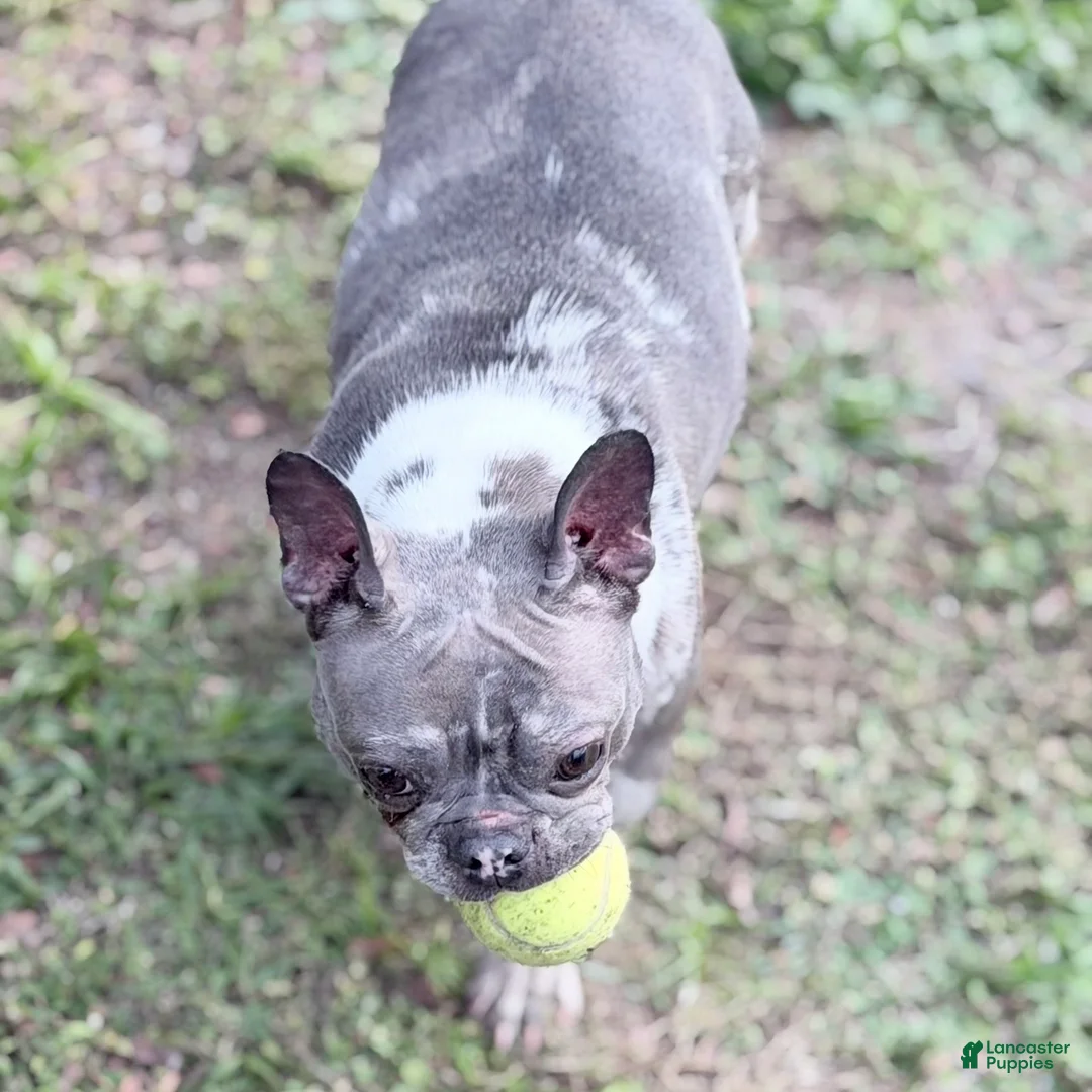 French Bulldog dogs for sale: Stormy - Ad 10