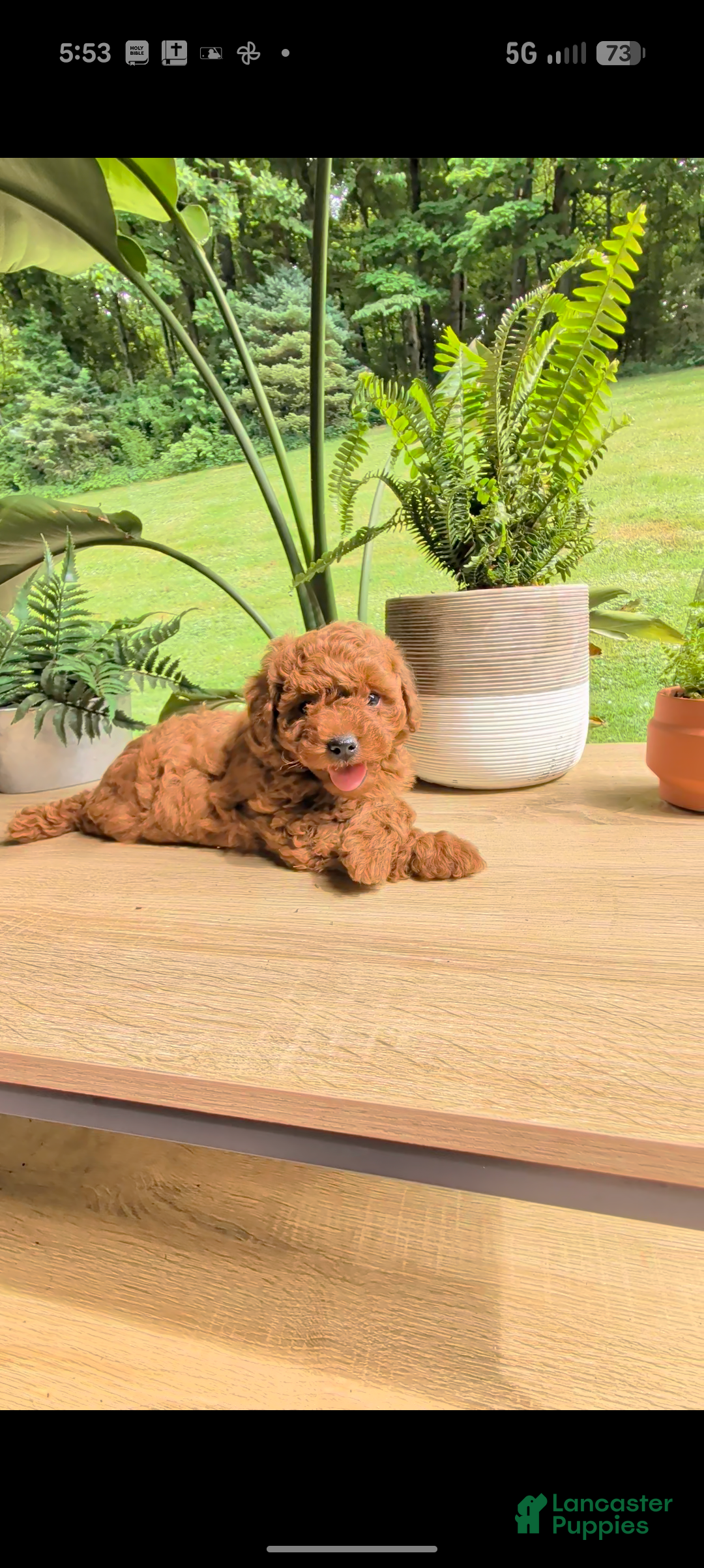Miniature Poodle dogs Buddy - Ad 2
