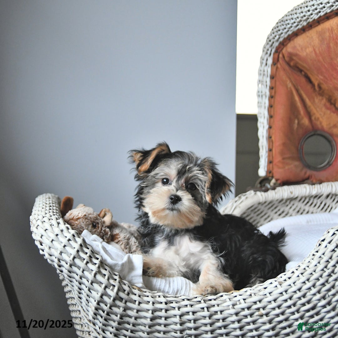 Morkie dogs for sale: Amber - Ad 2