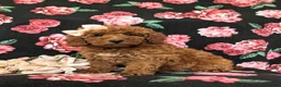 Mini Goldendoodle dogs for sale: Abigail Hypoallergenic - Ad 4