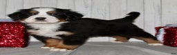Bernese Mountain Dog dogs for sale: Loki - Ad 8