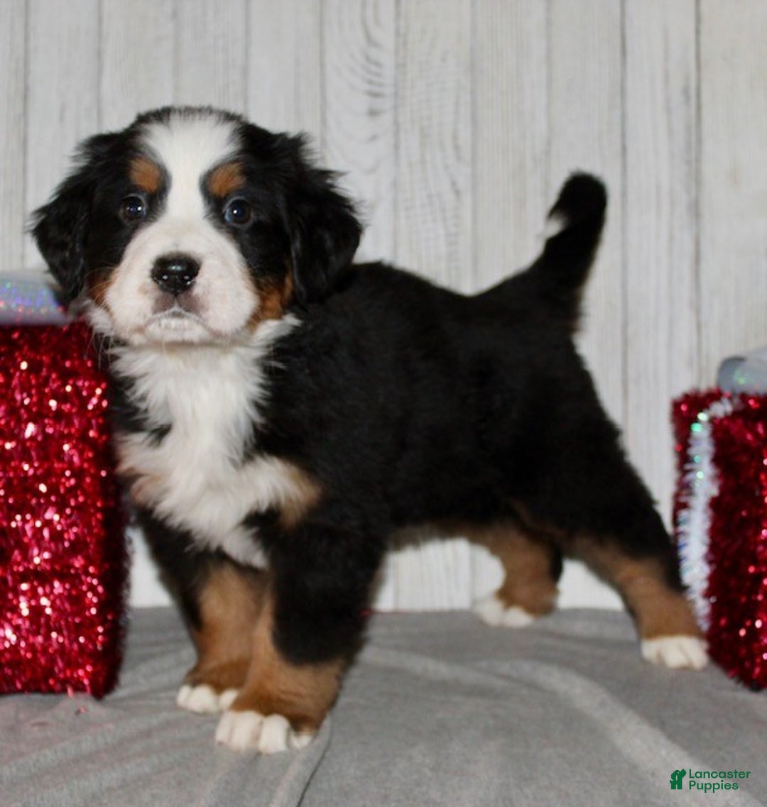 Bernese Mountain Dog dogs for sale: Loki - Ad 8