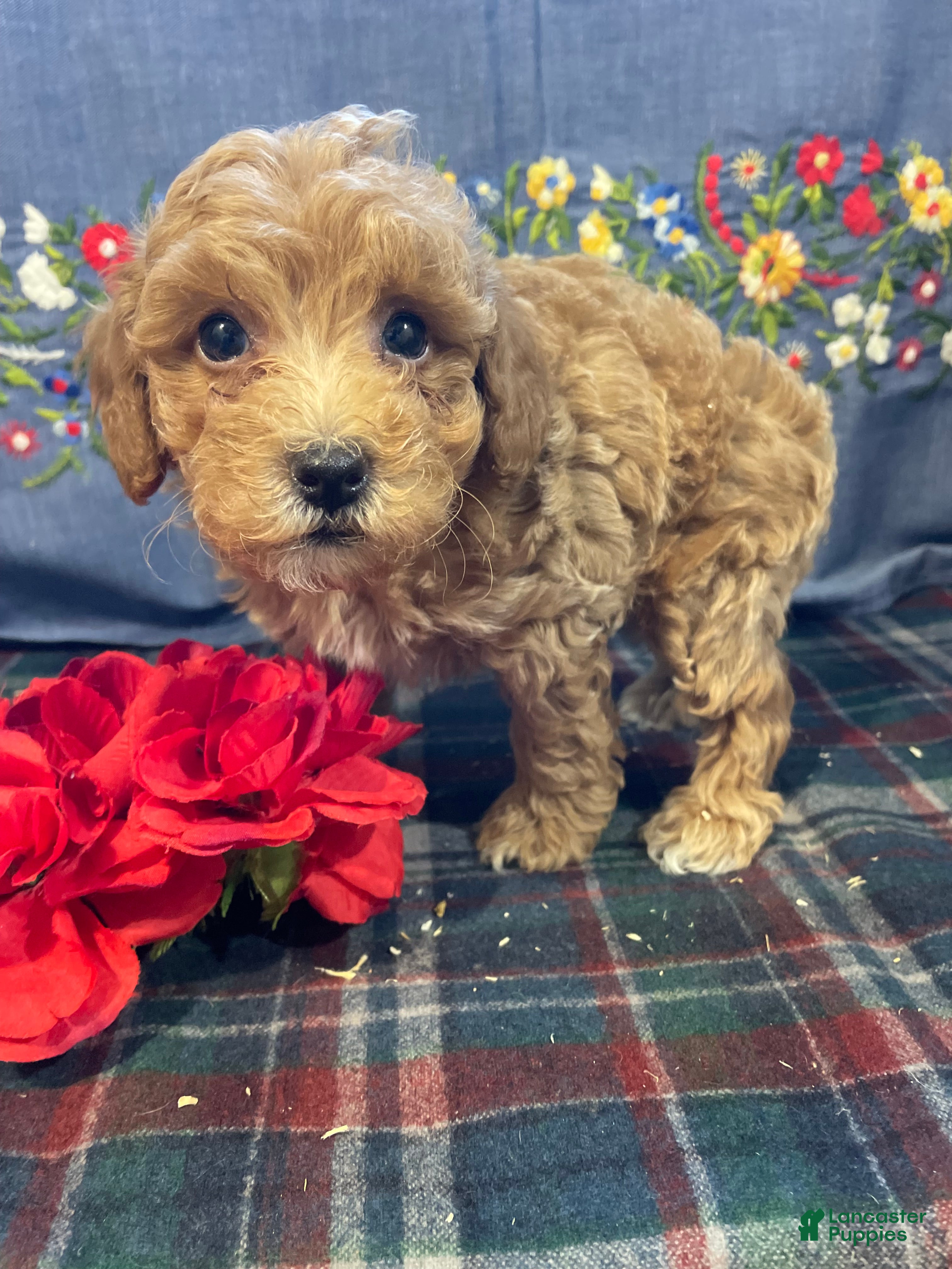 Toy Poodle dogs Biscuit - Ad 30