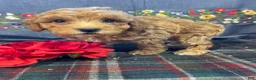 Toy Poodle dogs for sale: Biscuit - Ad 1