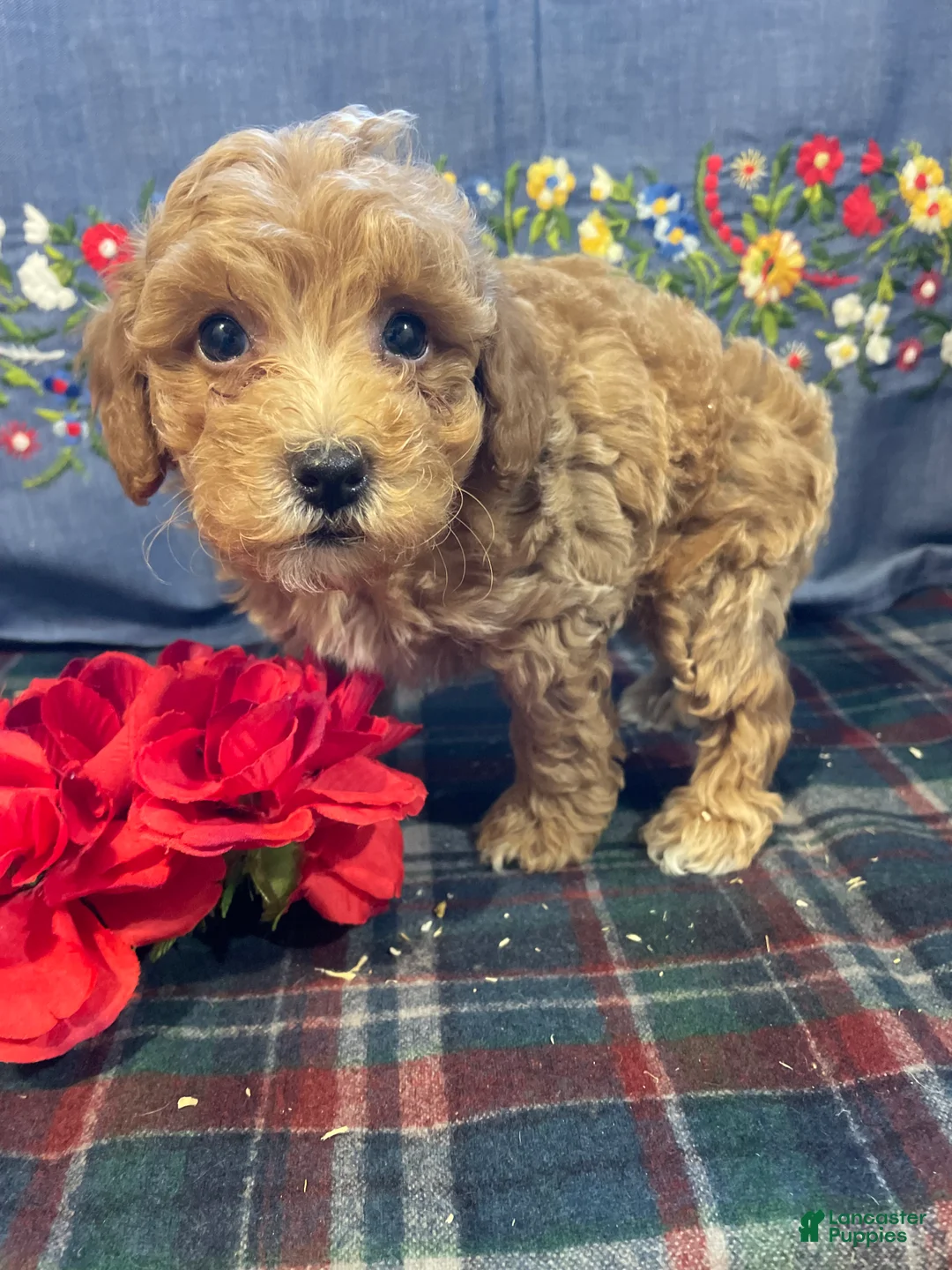 Toy Poodle dogs for sale: Biscuit - Ad 1