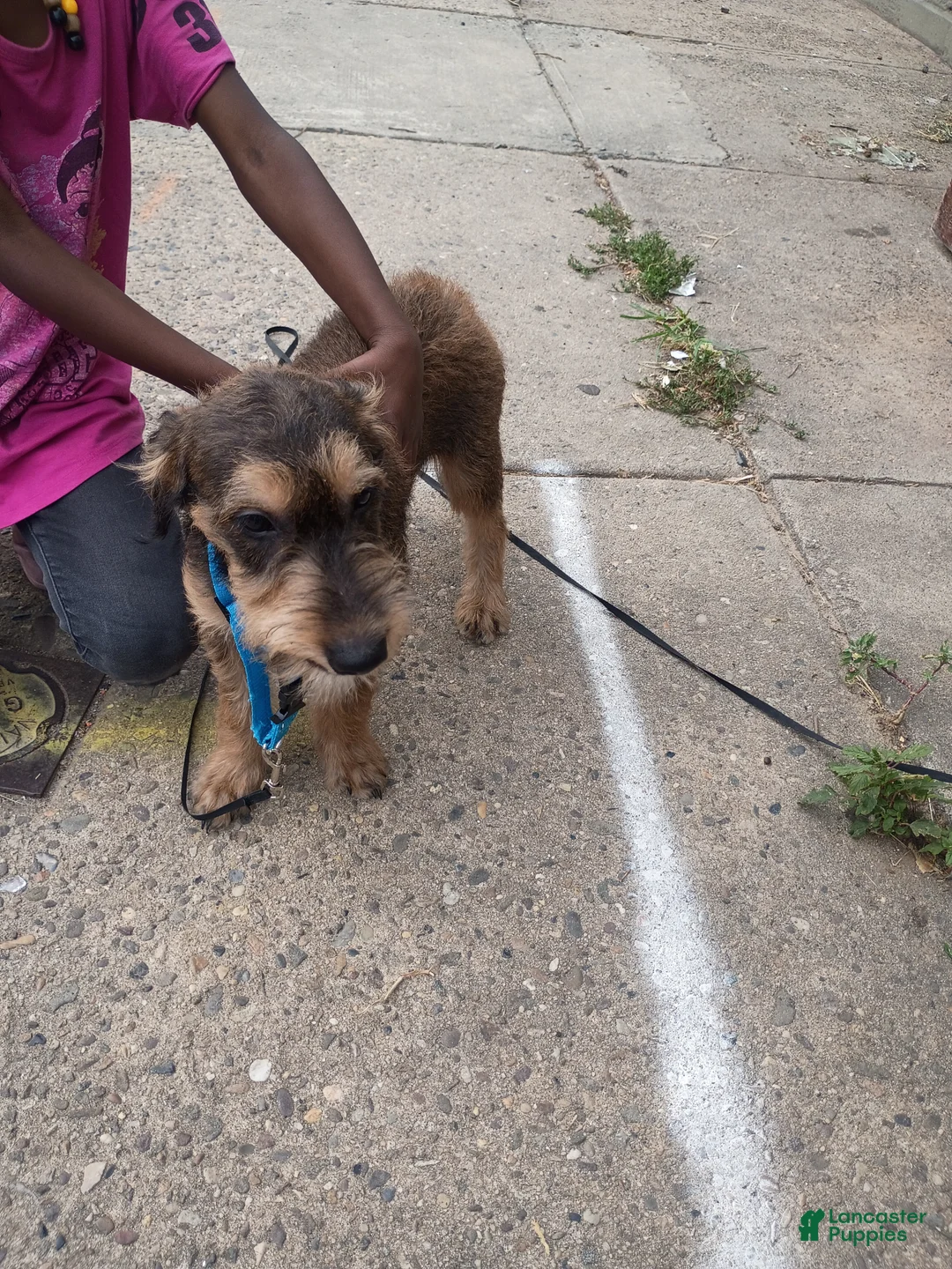 Mixed Breed dogs for sale: Mixed Breed 1 - Ad 2
