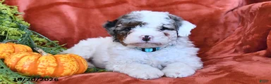 Bella  